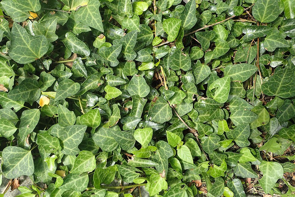 Hedera pastuchovii plant with green leaves on white background.