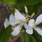Witte bloem van Hedychium coronarium met gouden meeldraden en groen blad.
