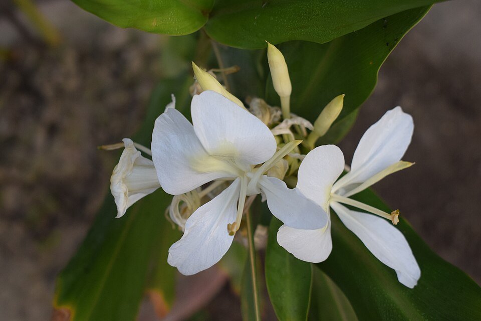 Witte bloem van Hedychium coronarium met gouden meeldraden en groen blad.