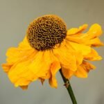 Helenium 'Moerheim Beauty' bloeiwijze in El Dorado kleuren.