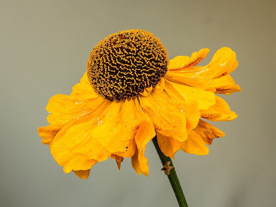 Helenium 'Moerheim Beauty' bloeiwijze in El Dorado kleuren.