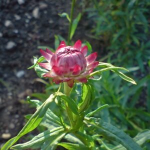Xerochrysum bracteatum bloemen in heldere kleuren op een bloemenveld.