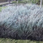 Helichrysum (kerrieplant) in bloei, grijsgroene bladeren en gele bloemen.