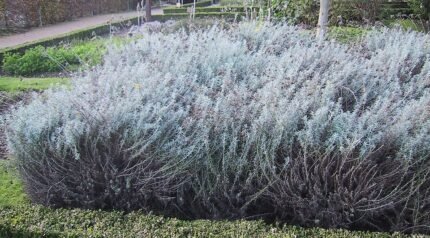 Helichrysum (kerrieplant) in bloei, grijsgroene bladeren en gele bloemen.