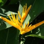Heliconia latispatha bloem in Zuidoostelijke Botanische Tuin Okinawa.