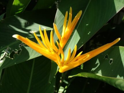 Heliconia latispatha bloem in Zuidoostelijke Botanische Tuin Okinawa.