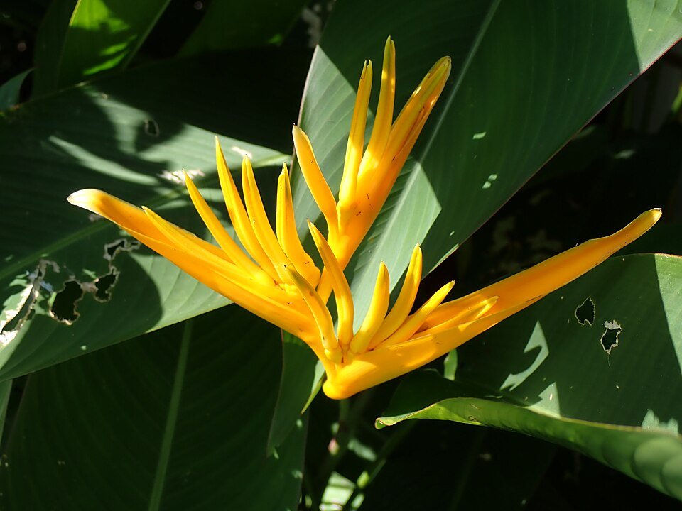 Heliconia latispatha bloem in Zuidoostelijke Botanische Tuin Okinawa.