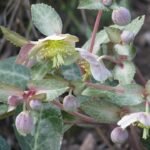 Helleborus lividus plant met paarse bloemen en groen blad.