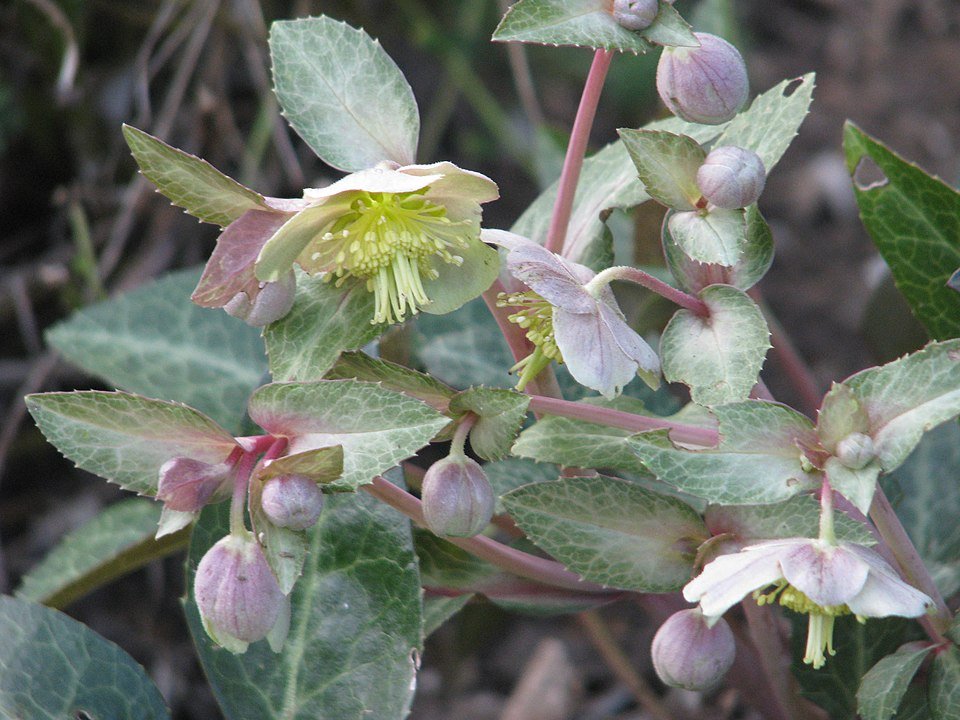 Helleborus lividus plant met paarse bloemen en groen blad.