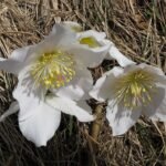 Witte Nieskruid bloemen op donkere achtergrond.