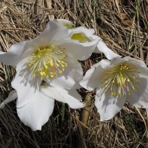 Witte Nieskruid bloemen op donkere achtergrond.