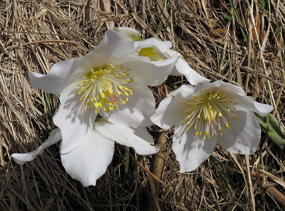 Witte Nieskruid bloemen op donkere achtergrond.