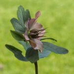 Bloeiende Helleborus (nieskruid) in tuinreservaat Jonkervallei.