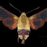 Hemaris thysbe vlinder met doorschijnende vleugels en zwart-geel gestreept lichaam.