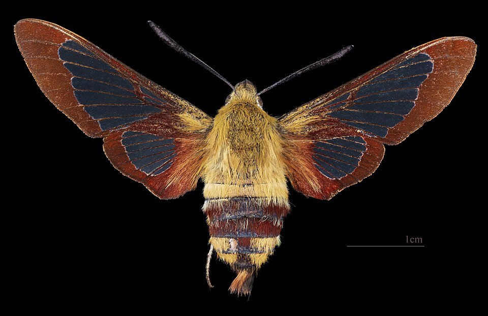 Hemaris thysbe vlinder met doorschijnende vleugels en zwart-geel gestreept lichaam.