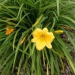 Hemerocallis 'Stella de Oro' bloem in volle bloei met heldere gele bloemblaadjes.