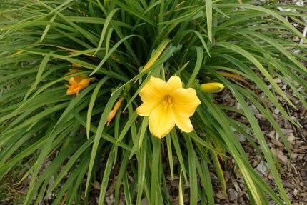 Hemerocallis 'Stella de Oro' bloem in volle bloei met heldere gele bloemblaadjes.