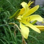 Bloeiende gele Hemerocallis citrina bloem close-up op groene bladeren achtergrond.