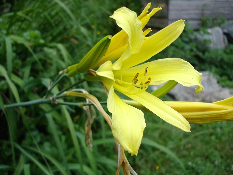 Bloeiende gele Hemerocallis citrina bloem close-up op groene bladeren achtergrond.