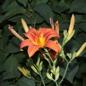 Orange Hemerocallis fulva flower with green leaves, vibrant and detailed.