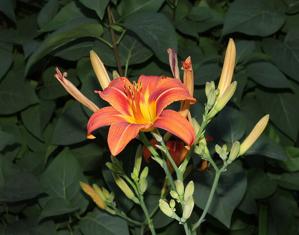 Orange Hemerocallis fulva flower with green leaves, vibrant and detailed.