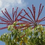 Heptapleurum actinophyllum plant with vibrant green leaves and tropical foliage.