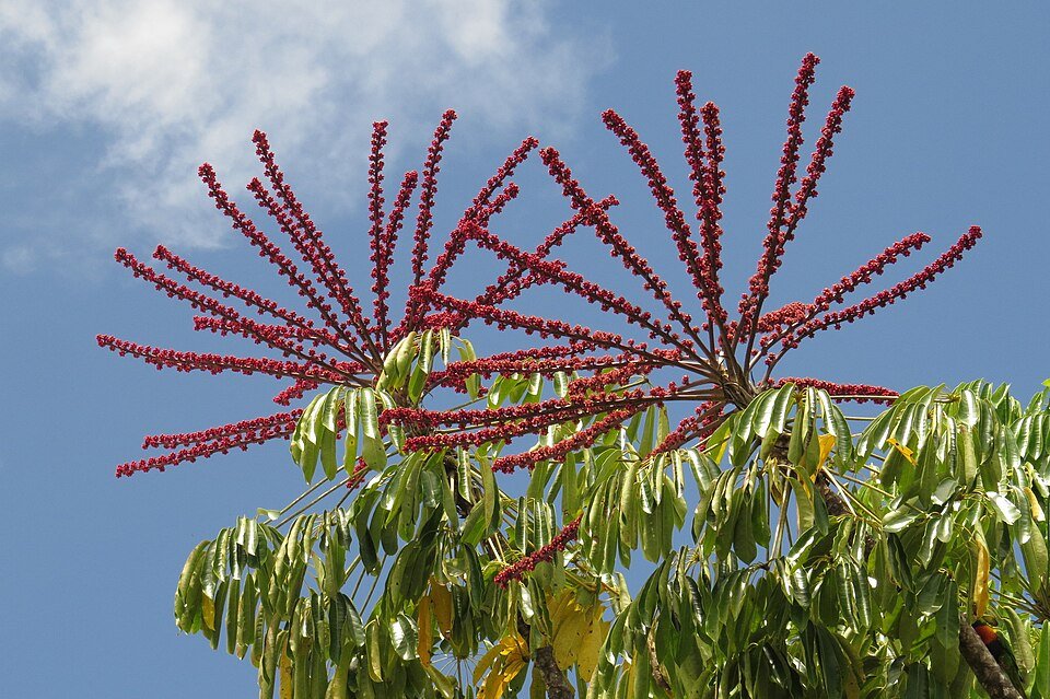 Heptapleurum actinophyllum plant with vibrant green leaves and tropical foliage.