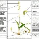 Bloeiende Herminium plant met witte bloemen en groene bladeren op zandgrond.