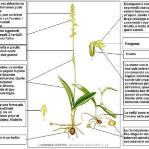Bloeiende Herminium plant met witte bloemen en groene bladeren op zandgrond.
