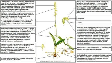 Bloeiende Herminium plant met witte bloemen en groene bladeren op zandgrond.