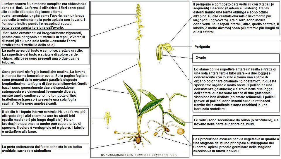 Bloeiende Herminium plant met witte bloemen en groene bladeren op zandgrond.