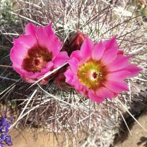 Sclerocactus Polyancistrus, zachte cactus met witte stekels in woestijnomgeving.