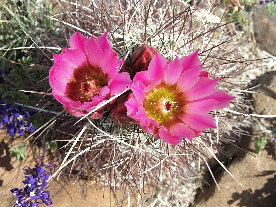 Sclerocactus Polyancistrus, zachte cactus met witte stekels in woestijnomgeving.