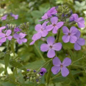 Paarse damastbloem bloeiend in halfschaduw tot schaduw op kleigrond.