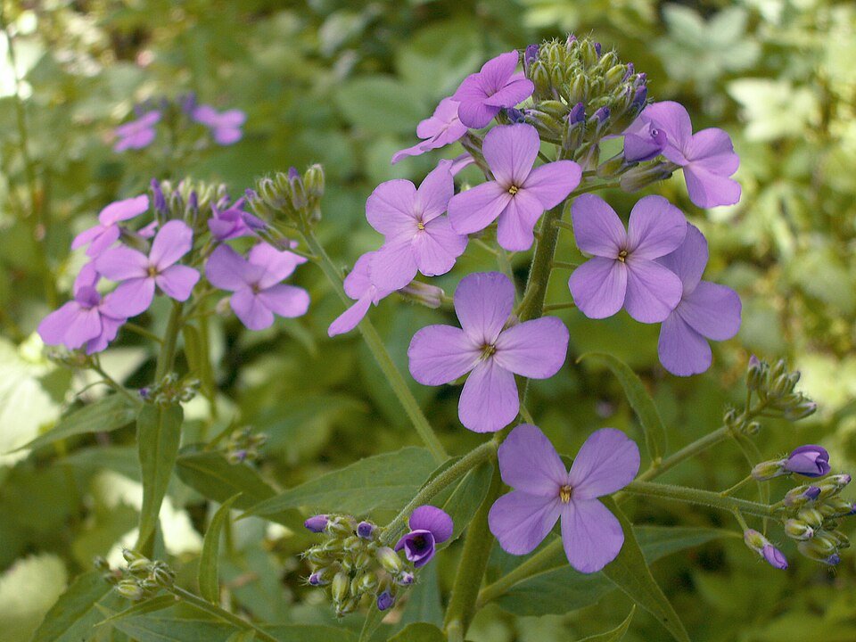 Paarse damastbloem bloeiend in halfschaduw tot schaduw op kleigrond.