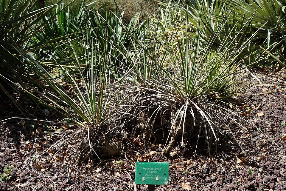 Hesperoyucca whipplei plant met lange smalle bladeren en hoge bloemstengel.