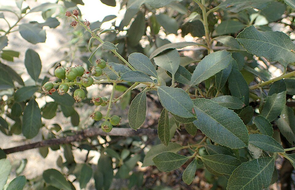 Heteromeles arbutifolia Davis Gold plant met heldere gele bessen en groene bladeren.