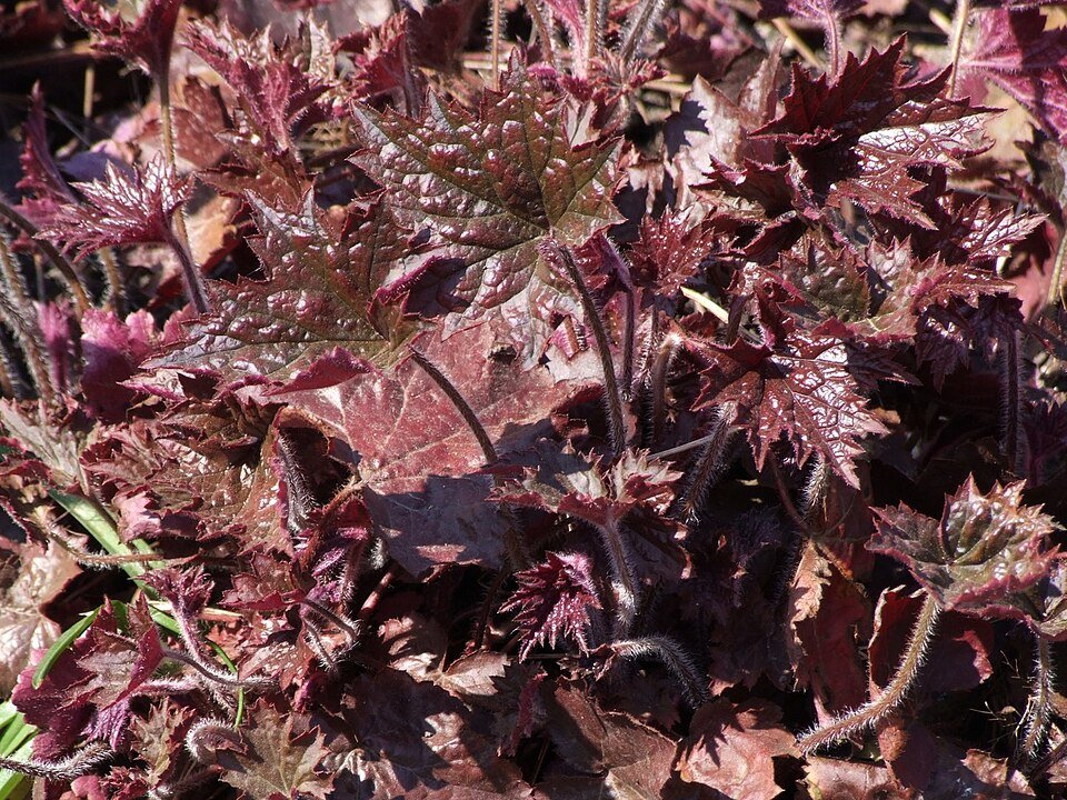 Heuchera 'Palace Purple' plant met donkerpaarse bladeren.