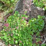 Heuchera elegans plant met zilverkleurig blad en roze bloemen.