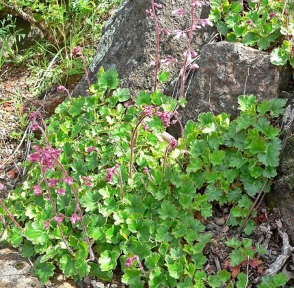 Heuchera elegans plant met zilverkleurig blad en roze bloemen.