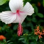 Bloeiende Hibiscus ʽAlbo Lacinatus’ met witte bloemen en ingesneden bladeren.