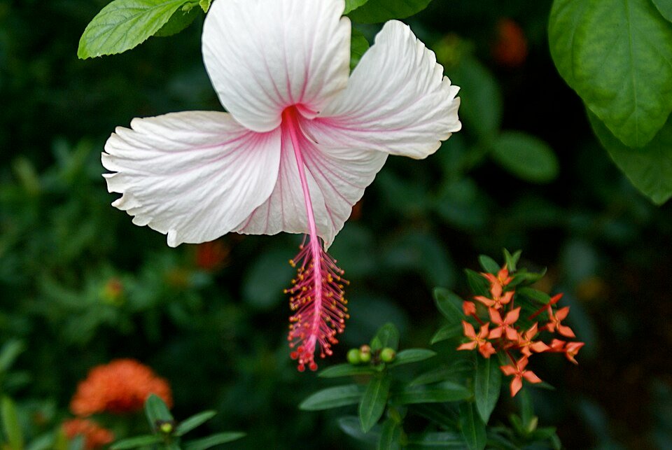 Bloeiende Hibiscus ʽAlbo Lacinatus’ met witte bloemen en ingesneden bladeren.