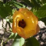 Rode bloem van Hibiscus heterophyllus met groen blad op zonnige dag.