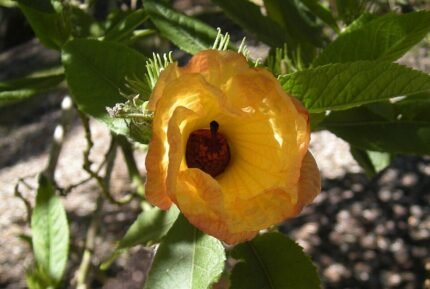 Rode bloem van Hibiscus heterophyllus met groen blad op zonnige dag.