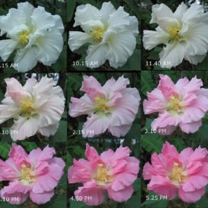 Hibiscus mutabilis bloemen veranderen van kleur op kleigrond.