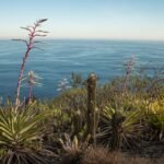 Rhipsalis cereoides plant met lange, cilindrische stelen en heldergroene kleur.