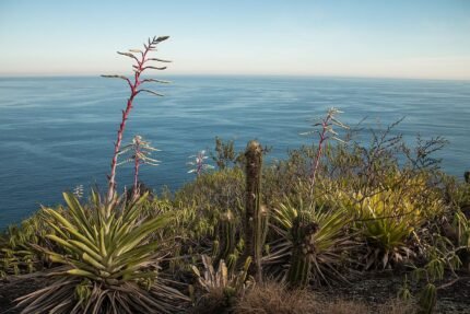 Rhipsalis cereoides plant met lange, cilindrische stelen en heldergroene kleur.