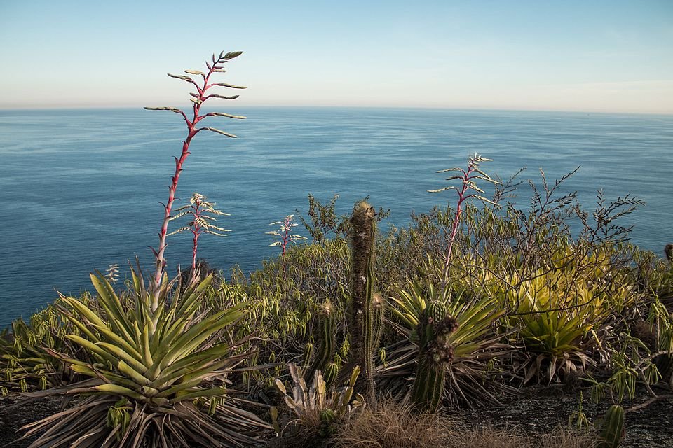 Rhipsalis cereoides plant met lange, cilindrische stelen en heldergroene kleur.