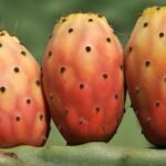 Opuntia tuna cactus met levendige groene platte pads en scherpe stekels.