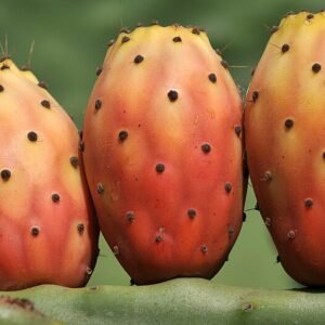 Opuntia tuna cactus met levendige groene platte pads en scherpe stekels.